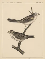 Aves, lámina IV, 1855